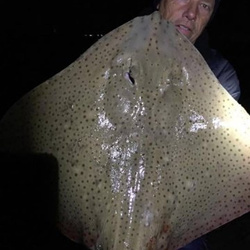 Rob yorke with a shore caught Blonde Ray - 13lb 7oz (22nd May 2016)