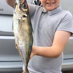 Harvey Nicholson with a Scad of 15oz 8dr