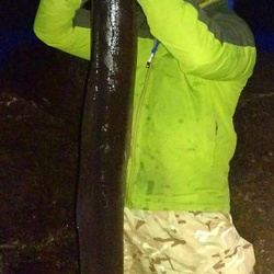 Danny Clegg with a shore caught Conger Eel - 25 lb. 11 oz. (12/07/2016)