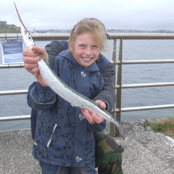 Evie Gallagher (Junior) with a shore caught Garfish - 1 lb. 1 oz 12 drms. (13/08/2016)