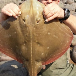 Mark Bryce with a shore caught Small Eyed Ray - 9lb 13oz (4th May 2014)
