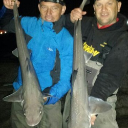 Rob Yorke and Mark Bryce with a shore caught Smoothhound - 12lb 10 and 12lb 5 (11th July 2014)