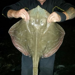 Rob Yorke with a shore caught Small Eyed Ray - 11lb 4oz (10th July 2015)