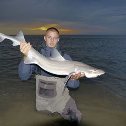 Carl McCormack with a shore caught Smoothound - 13lb (10th July 2015)