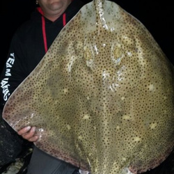 Mark Bryce with a shore caught Blonde Ray - 27lb 8oz (25th July 2015)