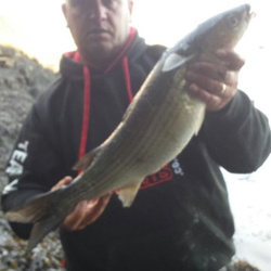 Mark Bryce with a shore caught Mullet - 4lb 8oz (26th September 2015)