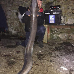 Gary Mitchell with a shore caught Conger - 40lb 9oz (7th November 2015)