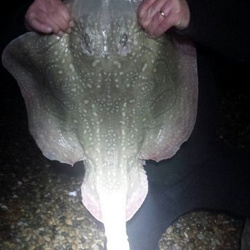 Mark Bryce with a shore caught Undulate Ray - 14lb 5oz (16th January 2016)