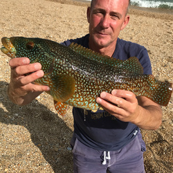 Rob Wheaton with a Wrasse, Ballan of 5lb 10oz