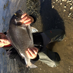 Rob Wheaton with a shore caught Gilthead bream - 7lb.2oz (08/02/2017)