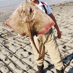 William Ansari with a Ray, Thornback of 8lb 15oz