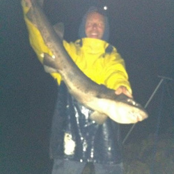 Steve Nicholson with a shore caught Bull Huss - 12lb 13oz 8dr (16th August 2015)