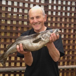 Mike Hodge with a Pollack - 3lb 14oz (June 2009)