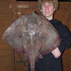 T Bromley with a Thornback Ray - 17lb 1oz (Feb 2008)
