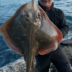 Scott Clark with a shore caught Blonde Ray - 15lb 2oz (9th August 2016)