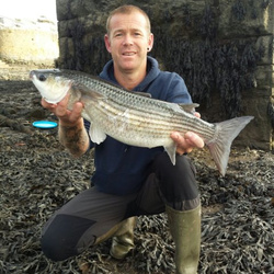 Steve Arnold with a shore caught Mullet - 5lb 6oz (23rd September 2016)