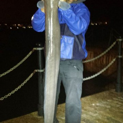 Gary Mitchell with a shore caught Conger Eel - 31lb 9oz (29th August 2014)