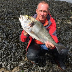 Rob Wheaton with a shore caught gilthead bream - 4lb 10oz (06/06/2015)