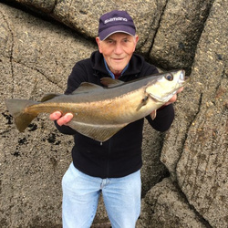 Mike hodge with a shore caught Pollack - 4lb 6oz (17/10/2015)