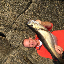 Rob Wheaton with a shore caught Pollack - 5lb 12oz (01/11/2015)