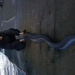 Mike hodge with a shore caught Conger eel - 53lb 5oz (11/12/2015)