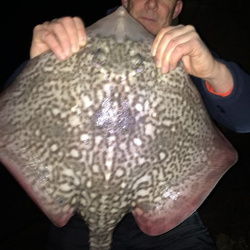 Rob Wheaton with a shore caught Thornback Ray - 10lb 4oz (13/02/2016)