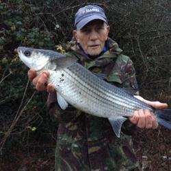 Mike hodge with a shore caught Thick lipped mullet - 4lb.12oz (06/12/2016)