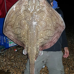 Joe Gardner with a Ray, Undulate of 15lb 4oz