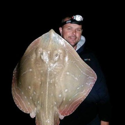 Gary Mitchell with a shore caught Small Eyed Ray - 12lb 7oz (9th October 2015)