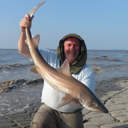 Stewart Gray with a shore caught Starry Smoothhound - 14lb 14oz (13th July 2013)